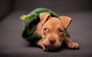 Dog green blanket sad shiba - new objectivity free wallpaper