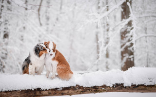 Dogs snow winter woods tree - two dog free wallpaper