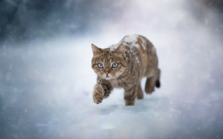 Cat snow blurry background astronaut - a blurry background and a blurry background behind free wallpaper