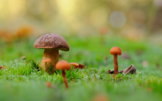 Mushrooms green field nature blurry - a lush green field of grass and grass free wallpaper