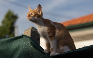 Cat roof sky house tree - dof free wallpaper