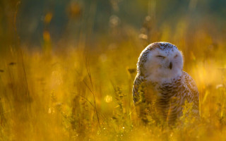 White owl tall grass autumn - a white owl free wallpaper