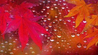 Red leaf water droplets macro 7 - a red leaf free wallpaper