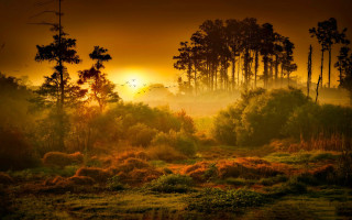 Autumn landscape sunset fog trees - the foreground and a sun free wallpaper