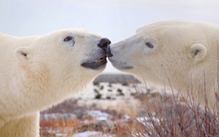 Polar bears nose touch ecological - wild free wallpaper