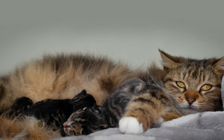 Cat blanket kitten bed renaissance - renaissance free wallpaper