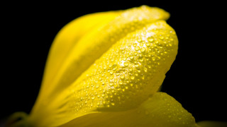 Yellow flower water droplets macro 7 - a yellow flower free wallpaper