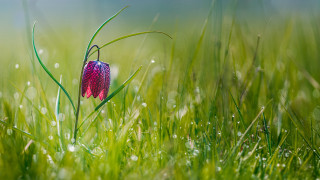 Flower dew grass macro nature - dew free wallpaper