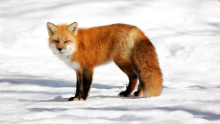 Red fox snow outdoors realistic 2 - the camera lense free wallpaper