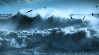 Birds wave ocean mountain night - a bird free wallpaper