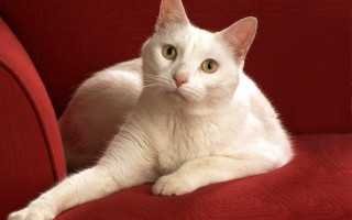 White cat red couch green - cat free wallpaper