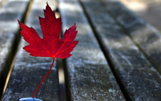 Red leaf bench cellphone macro - a bench free wallpaper