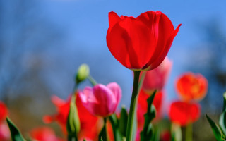 Red pink flower field bokeh - corneille free wallpaper