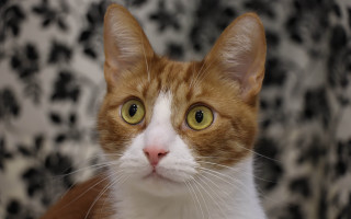 White cat yellow eyes blurry - background behind free wallpaper