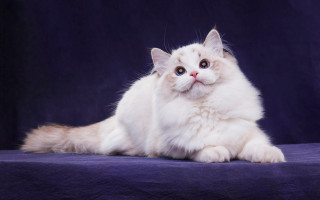 White cat blue background curious - glamor pose free wallpaper