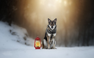 Dog lantern snow light blurry - a light shining free wallpaper