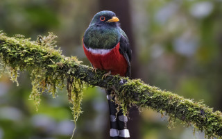 Colorful bird mossy branch forest - mossy free wallpaper