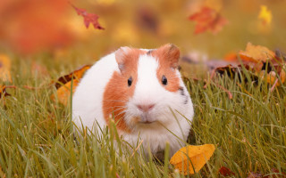 Guinea pig autumn leaves blurry - chippy free wallpaper for desktop