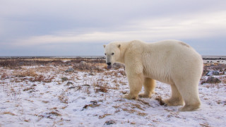 Polar bear snowy field ecological - a snowy field free wallpaper