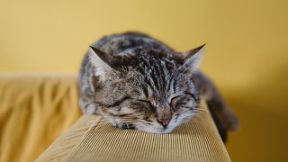 Sleeping cat couch blurry photorealistic - dof free wallpaper