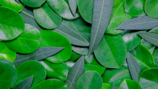 Green leaves white background plant - a close up of a bunch free wallpaper for desktop
