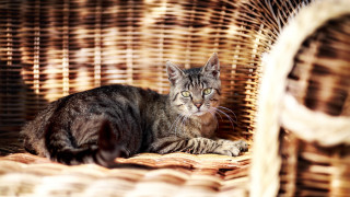 Cat wicker basket table neoplasticism - a table top free wallpaper for desktop