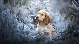 Frosty dog in field elk - frosty free wallpaper