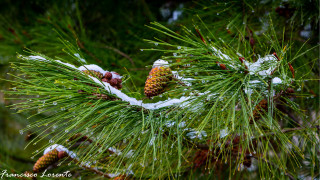 Pine tree snow cones bush - a pine tree free wallpaper