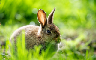 Sad rabbit grass blue eyes - its face and ears free wallpaper