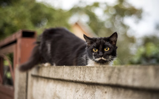 Black cat mustache wall serious - dof free wallpaper