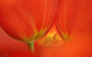 Red flower yellow petals macro - a blurry background of the petals and the petals free wallpaper