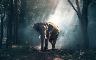 Elephant forest light rays night - an elephant free wallpaper