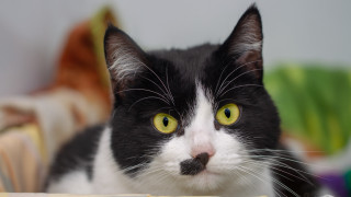 Black cat yellow eyes serious 14 - a yellow eye free wallpaper