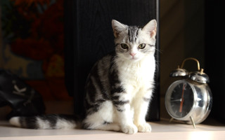White cat on table with - the floor of a room free wallpaper
