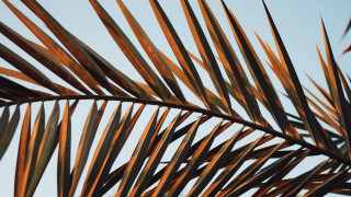 Palm branch blue sky clouds - dionisiu free wallpaper for desktop