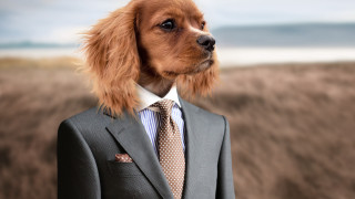 Dog suit tie beach blurry - david firth free wallpaper