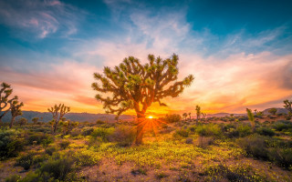 Cactus field sunset clouds landscape - beautiful landscape free wallpaper