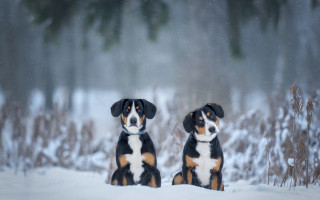 Two dogs snow trees bushes - two dog free wallpaper