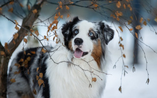 Dog snow autumn leaves tree - symmetrical eye free wallpaper