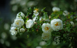 Bush white flowers green leaves - the sun light free wallpaper