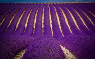Lavender field blue sky impressionist - a field of lavender free wallpaper
