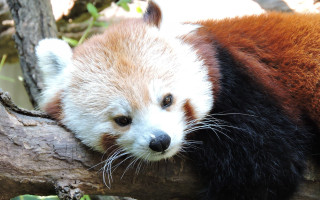 Red panda resting sad look - chang daichien free wallpaper