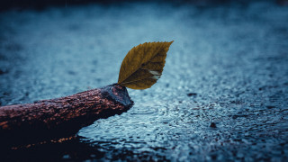 Floating leaf on log rainy - river free wallpaper for desktop