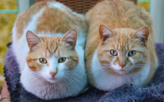 Cats sitting on blanket smiling - free cats wallpaper