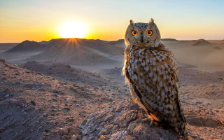 Owl desert sunset mountains rock - a rock in the desert free wallpaper