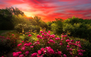 Pink flowers garden sunset matte - a garden free wallpaper
