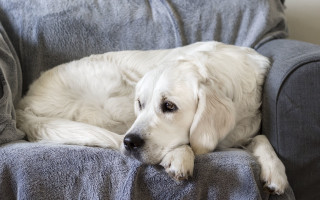 White dog couch blanket elkevogelsang - his head free wallpaper