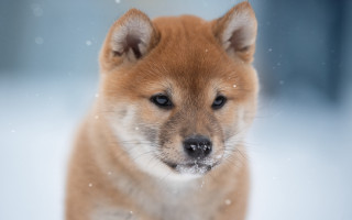 Small brown dog snow shiba - a blurry background of snow free wallpaper