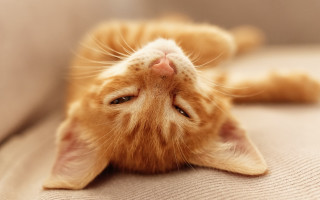 Cat laying on couch orange - its back free wallpaper for desktop