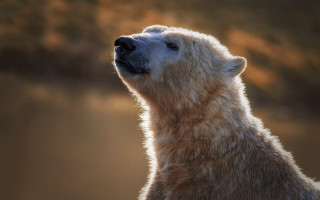 Polar bear sky backlit nature - polar free wallpaper